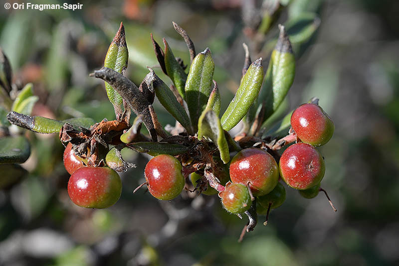 Image de Arctostaphylos bicolor (Nutt.) A. Gray