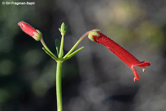 Image of Baja bush snapdragon