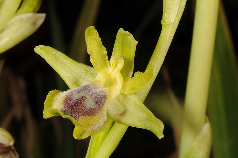 Image of Yellow Ophrys