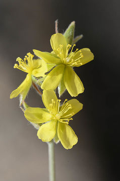 Image of Helianthemum kahiricum Del.