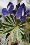 Plancia ëd Lupinus pilosus L.