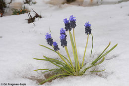 Image of starch grape hyacinth