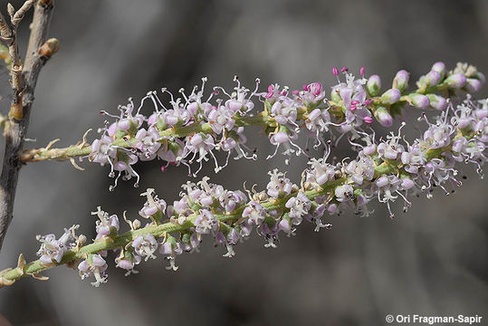 Image of four-stamen tamarisk