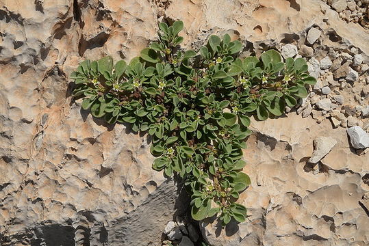 Image of Purslane-leaved aizoon