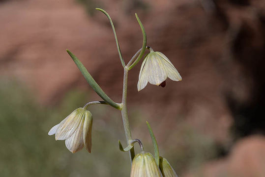 Image of Fritillaria persica L.