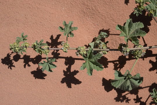 Image of Least Mallow