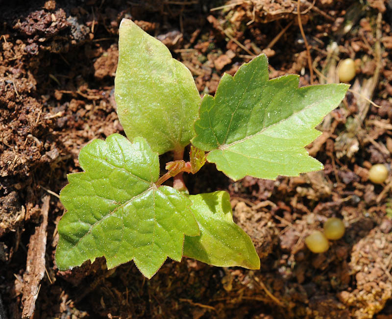 Image of <i>Vitis vinifera</i> ssp. <i>sylvestris</i>