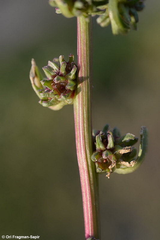 Image of common beet