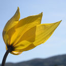 Tulipa sylvestris L. resmi