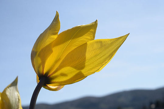 Image of Wild tulip