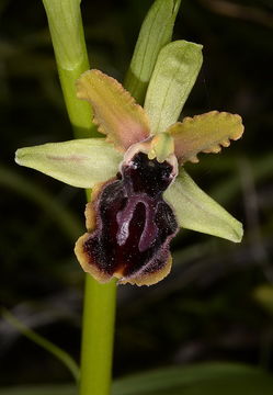 Image of Early spider orchid