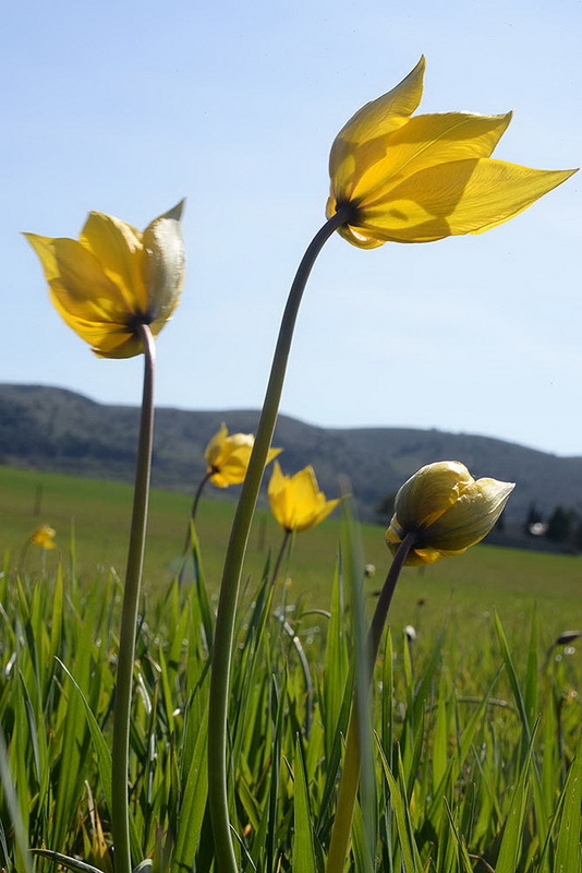 Image of Wild tulip