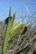 Image of Iris tuberosa L.