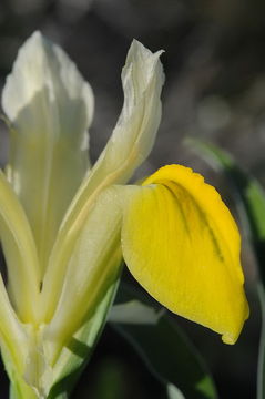 Image of Iris bucharica Foster