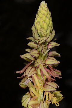 Image of Man orchid