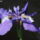 Image of wall iris
