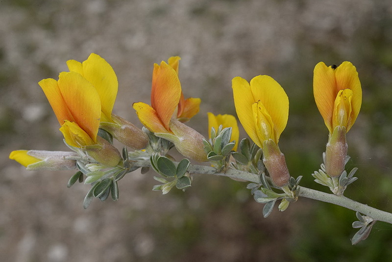 Image of Cytisus spinescens C. Presl