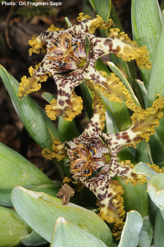 Image of Sea spider iris