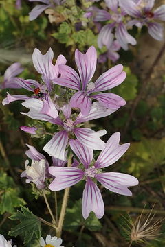 Image de Grande mauve