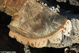 Image of Cork Oak