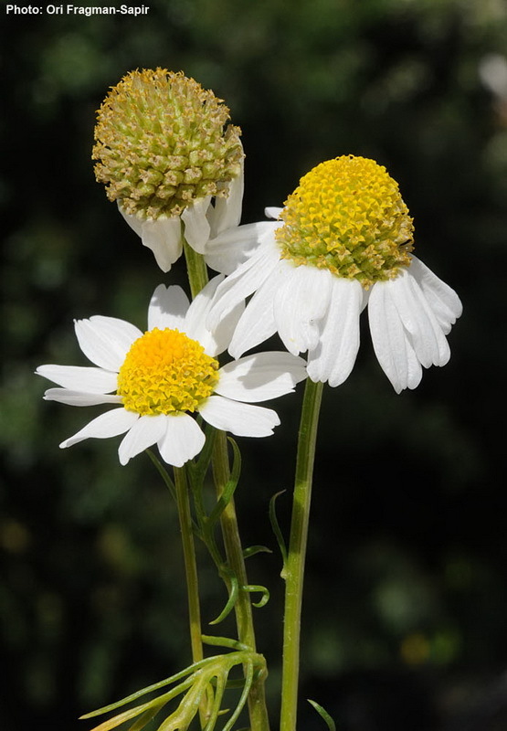 Image of Anthemis brachycarpa Eig