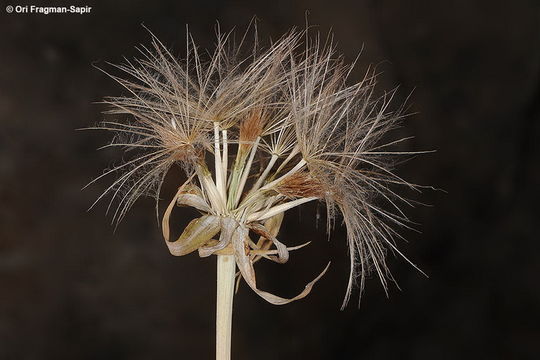 Image of Tragopogon collinus DC.