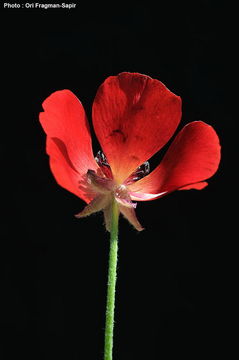 Image of Ranunculus asiaticus