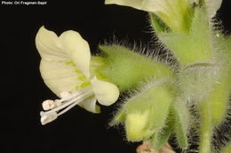 Image of white henbane