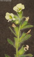 Image of white henbane