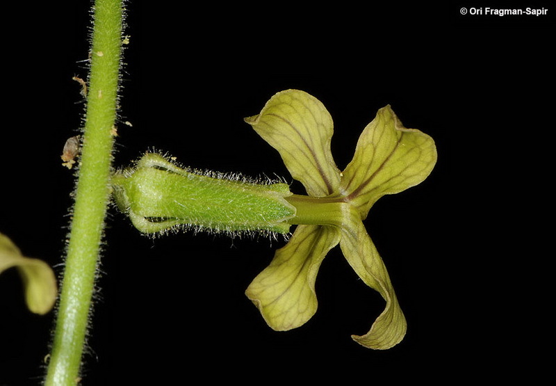 صورة Hesperis pendula DC.