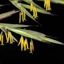Image of Bromus syriacus Boiss. & Blanche