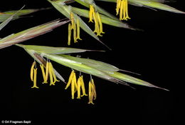 Imagem de Bromus syriacus Boiss. & Blanche