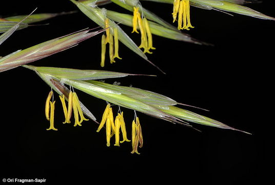 Sivun Bromus syriacus Boiss. & Blanche kuva