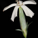 Image of Dianthus monadelphus Vent.