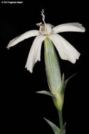 صورة Dianthus monadelphus Vent.