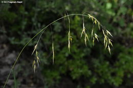 Imagem de Bromus syriacus Boiss. & Blanche