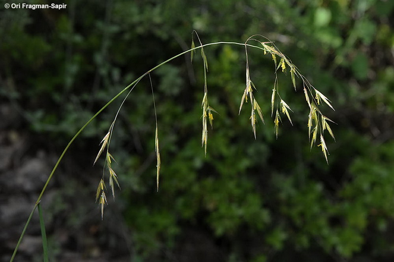 Imagem de Bromus syriacus Boiss. & Blanche