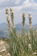 Image of Asphodeline taurica (Pall. ex M. Bieb.) Endl.