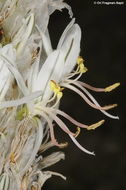 Image of Asphodeline taurica (Pall. ex M. Bieb.) Endl.