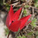 Image of Tulipa cinnabarina K. Perss.