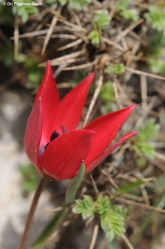 Tulipa cinnabarina K. Perss.的圖片