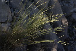 Imagem de Elymus libanoticus (Hack.) Melderis