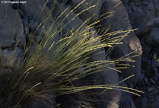 Image of Elymus libanoticus (Hack.) Melderis