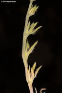 Image of Buglossoides incrassata (Guss.) I. M. Johnst.