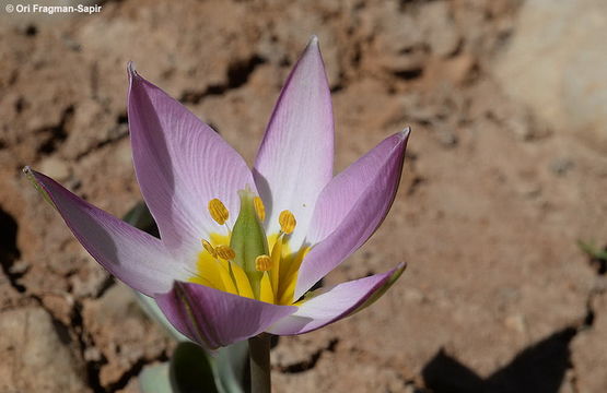 Imagem de Tulipa humilis Herb.