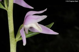 Image of Cephalanthera kurdica Bornm. ex Kraenzl.