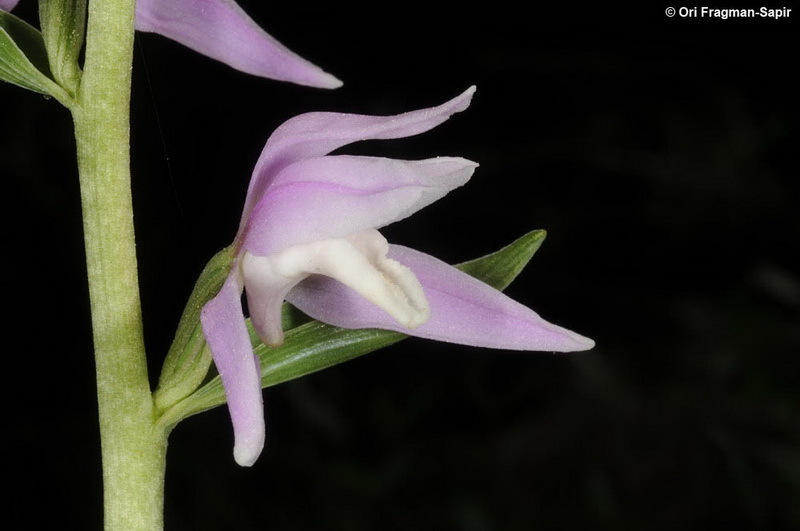 Image of Cephalanthera kurdica Bornm. ex Kraenzl.