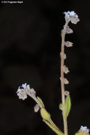 Image of Myosotis refracta Boiss.