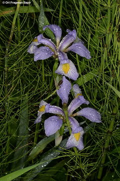 Image de blue flag iris versicolore