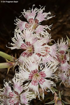 Image of Dianthus libanotis Labill.